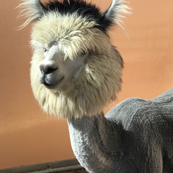 Meet your Posher, Nancy - Picture 3 of 8